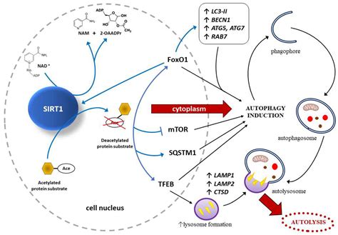 The Role of Sirtuin-1 (SIRT1) in the Physiology and Pathophysiology of ...