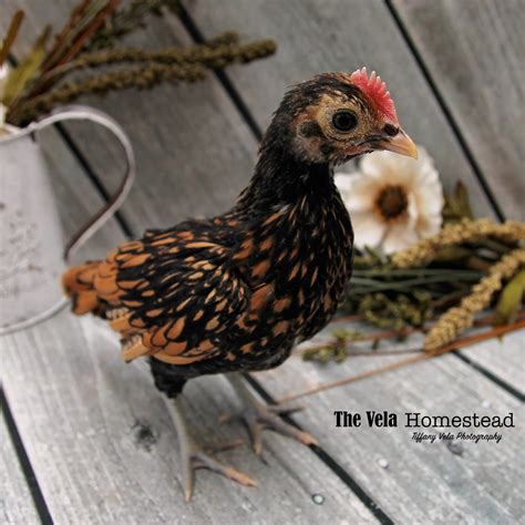 Chickens 4 weeks old and new additions! | The Vela Homestead