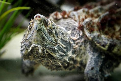 Image result for Snapping Turtle Shell Small Plastic