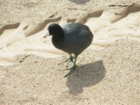 Emerald Cove Parker Dam
