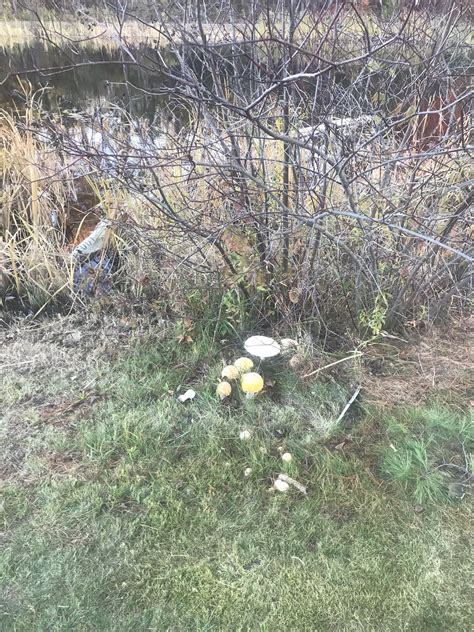 Amanita muscaria var. guessowii (Yellow Orange Fly Agaric) - Mushrooms ...