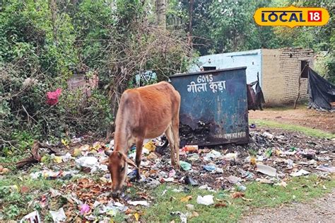 Pica Disease In Cattle: మీ ఆవులు, గేదెలు ప్లాస్టిక్, తోలు , కాటన్ ...