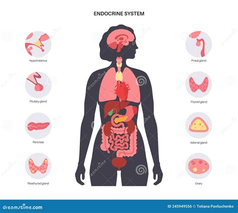 Sistema endocrino humano ilustración del vector. Ilustración de ...