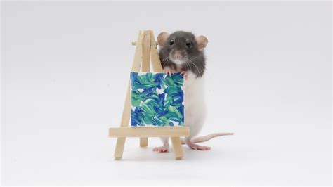 This weeks mini ratty paw paintings by my incredible pet rats! : r/Awww