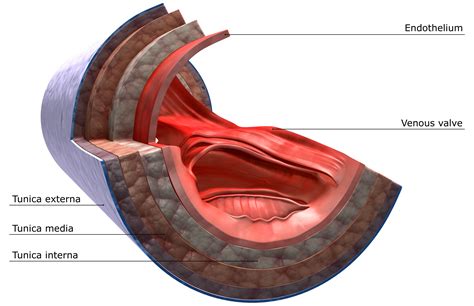 What Is a Vein? Definition, Types and Illustration