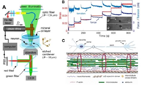 Molecular shock absorbers buffer axonal tension of nerve cells | DD News