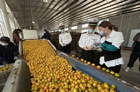 平均售价5元1个！台州今年首批19吨柑橘出口加拿大-台州频道