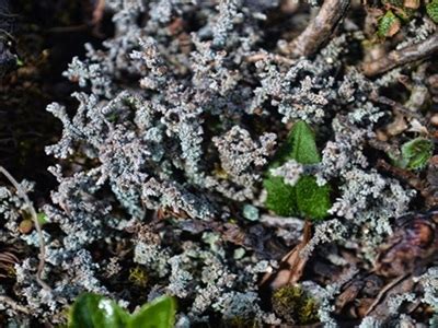 Association for Indian Cryptogams(AIC)