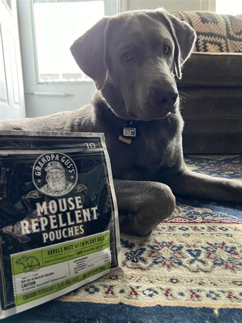 Winter Warmth Without the Worry: How Grandpa Gus's Natural Mouse ...