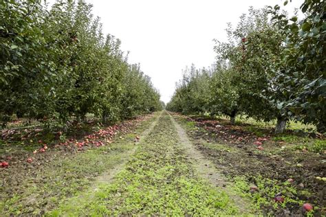 Image result for Small Apple Tree Farm