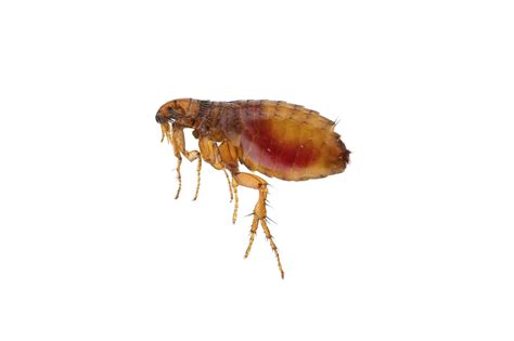 What Do Flea Bites on Humans Look and How to Get Rid of Fleas
