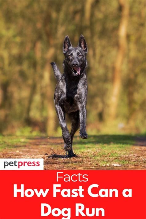 Image result for How Fast Can Dogs Run