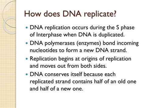 How Does DNA Replicate 的图像结果