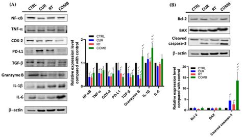 Curcumin Enhances the Abscopal Effect in Mice with Colorectal Cancer by ...