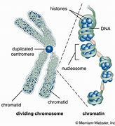 chromatids 的图像结果