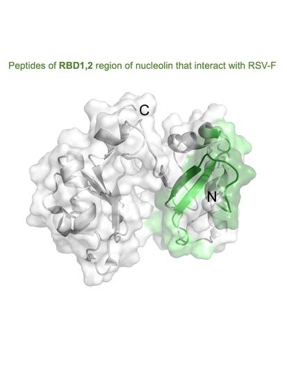 Identification of RSV Fusion Protein Interaction Domains on the Virus ...