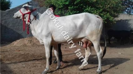 Tharparkar Cow/Mahalakshmi dairy Farm
