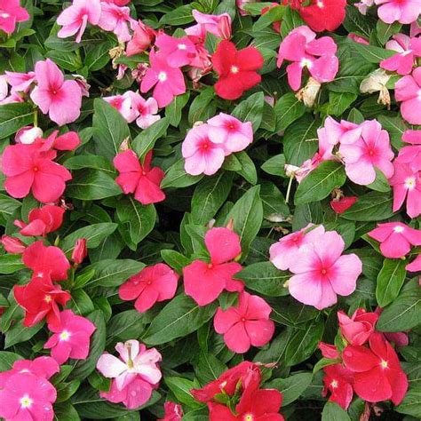 Buy Vinca Mixed Color, Periwinkle Mixed Color - Desi Flower Seeds ...