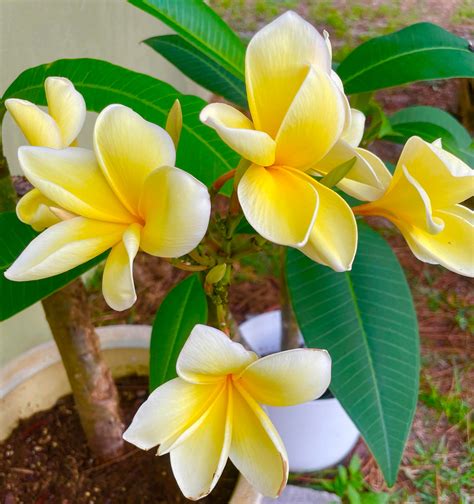 Rare Blue And White Morning Glories : r/flowers