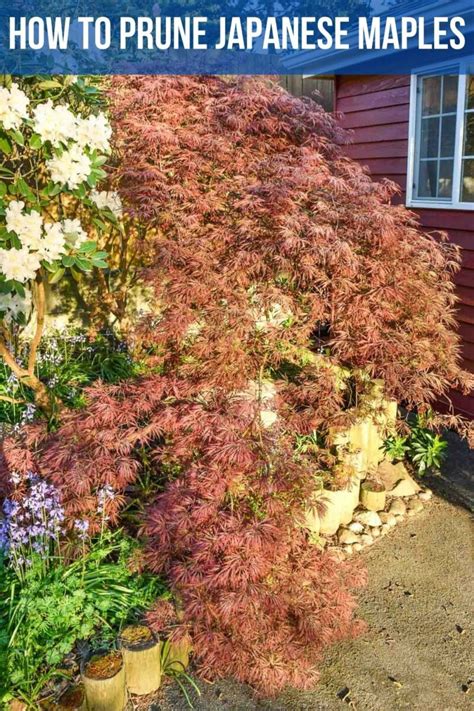 Image result for Pruning Japanese Maple Tree