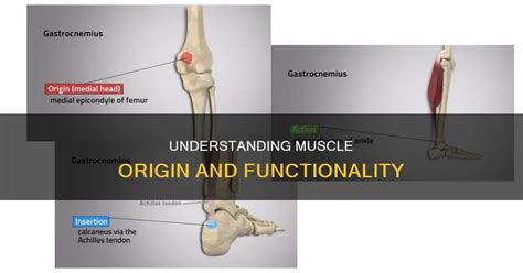 Image result for Example of Muscle Origin