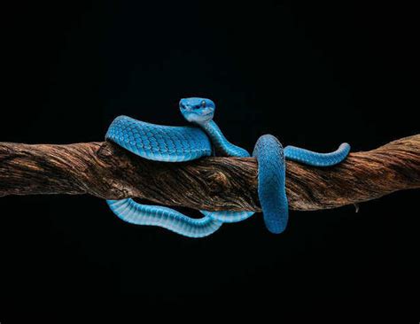 Painful animal bites that put human life in danger