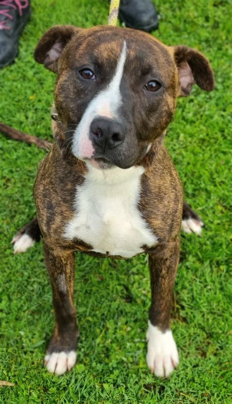 Diesel - Medium Male American Bulldog x Staffy Mix Dog in VIC - PetRescue