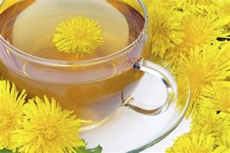 Dandelion Tea – History, Benefits and Recipes | Teacurry.com