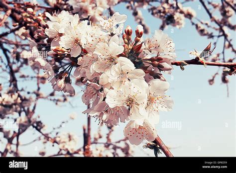 Cherry Tree 的图像结果