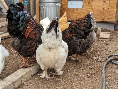 Fluffy Butt Photo Contest96.jpg | BackYard Chickens - Learn How to ...