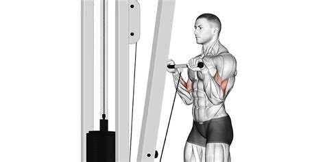 Image result for Cable Curl Workout