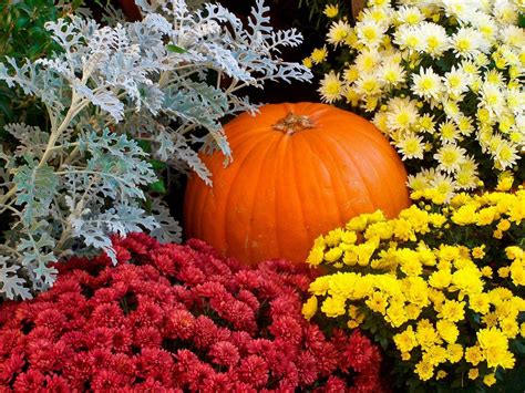 Fall Flowers And Pumpkins Wallpaper