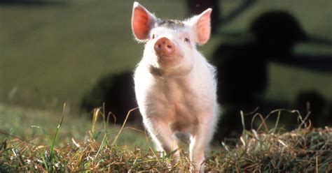 Image result for Talking Animals Compilation