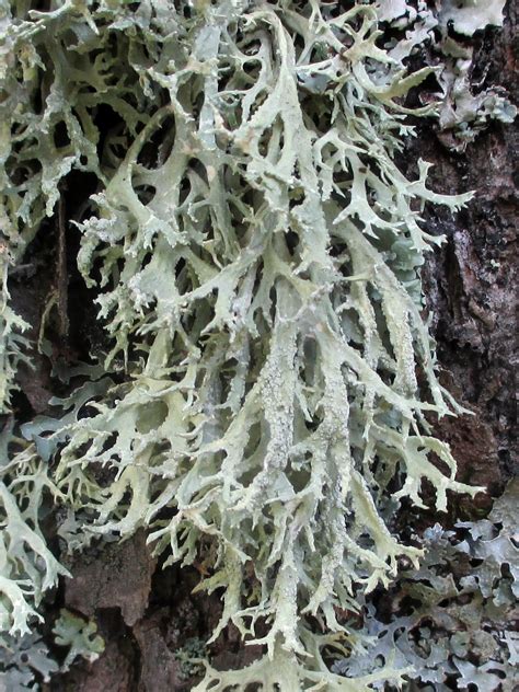 Moss and Lichen: Wait, what’s the difference? - Canadian Museum of Nature