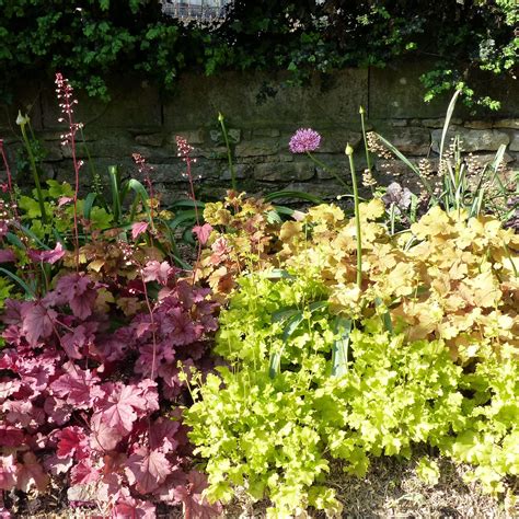 Amazon.com : Coral Bells Seeds Heuchera, Rock Geranium Perennial Low ...