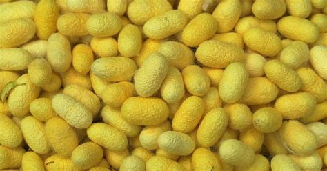 Lab notes: Scientists develop implantable silk mat to speed up bone healing