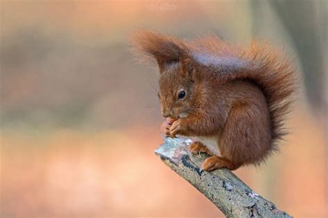Browsing Animals 的图像结果