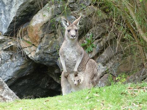BUCHAN CAVES RESERVE - Campground Reviews & Photos - Tripadvisor