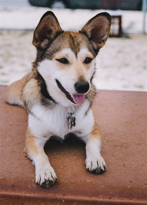 Corgi Husky Mix – One of the Cutest Corgi Mixes Out There