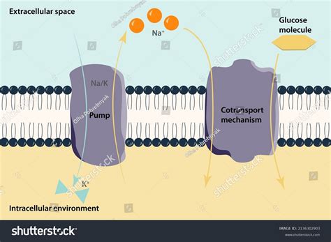 Sodium Glucose Transport