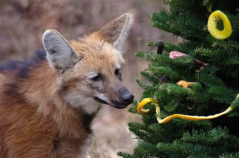 Maned Wolves 的图像结果