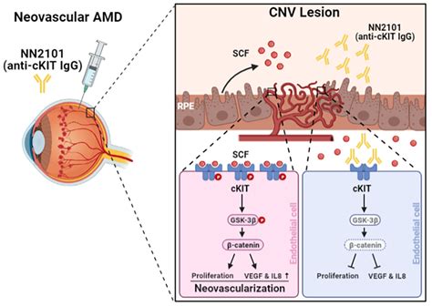 A Fully Human Monoclonal Antibody Targeting cKIT Is a Potent Inhibitor ...