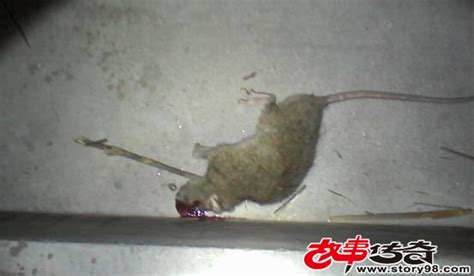 小伙进屋遇到一只老鼠，接下来一脚将老鼠踩死，快准狠！_老鼠_小伙