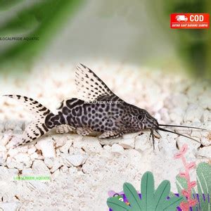 Jual Ikan Sapu Sapu Synodintis / Sinodintis / Pembersih Aquarium - size ...