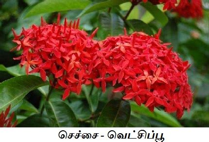 இடப்பக்கமுள்ள ஏதேனும் ஒரு சொல்லின் மேல் சொடுக்கவும்