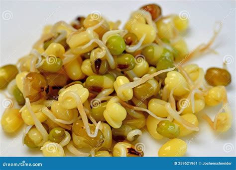Mung Bean Sprouts in a Macro Stock Image - Image of cooking, salad ...