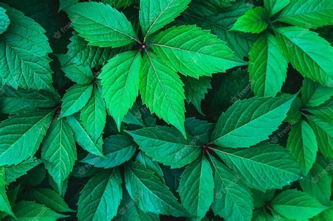 Download Poison Ivy Plant Pictures 2000 x 1333 | Wallpapers.com