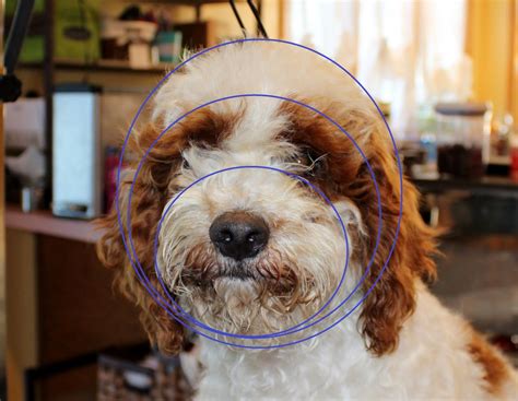 Image result for Cockapoo Grooming Face