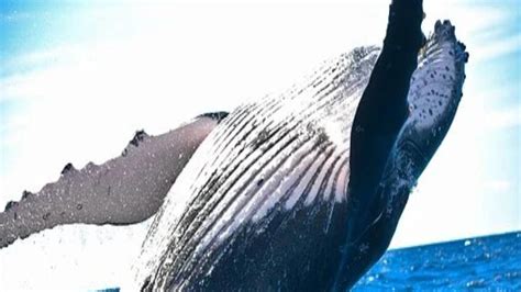 Whale explodes on road showering stunned traffic in blood and organs ...