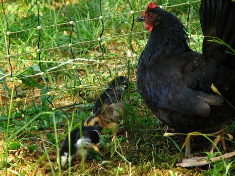 Spring Chickens 11 的图像结果